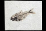 Fossil Fish (Diplomystus) - inch Layer, Green River Formation #96948-1